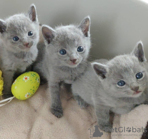 Photo №2 to announcement № 116746 for the sale of russian blue - buy in United States 