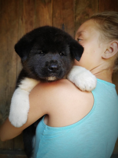 Photo №1. american akita - for sale in the city of Славянск | negotiated | Announcement № 6918