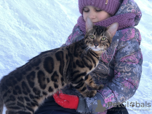 Photo №2 to announcement № 27602 for the sale of bengal cat - buy in Spain private announcement, from nursery, breeder