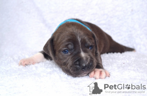 Photo №2 to announcement № 64314 for the sale of american staffordshire terrier - buy in Poland from nursery, breeder