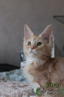 Photo №4. I will sell maine coon in the city of St. Petersburg. private announcement, from nursery, breeder - price - 675$