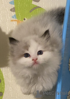 Photo №3. Stunning Purebred Ragdoll kittens. New Zealand