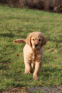 Photo №4. I will sell golden retriever in the city of Wrocław. private announcement, breeder - price - 3698$