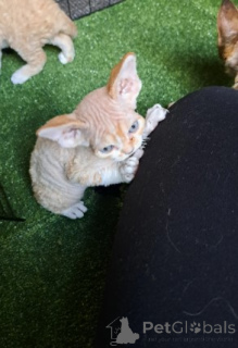 Photo №4. I will sell devon rex in the city of Munich. breeder - price - 826$