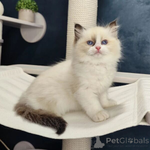 Photo №1. ragdoll - for sale in the city of Ankum | 361$ | Announcement № 170875