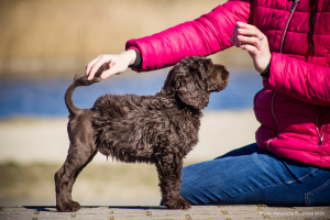Additional photos: Portuguese water dog puppies