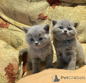 Photo №1. british shorthair - for sale in the city of Wiltz | 329$ | Announcement № 141867