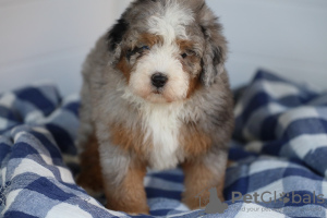 Photo №1. bernese mountain dog - for sale in the city of Munich | 433$ | Announcement № 86614