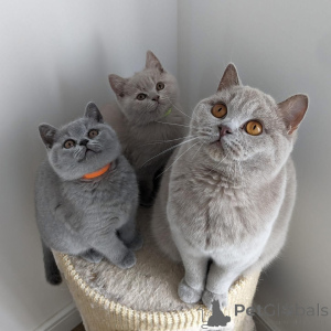 Photo №1. british shorthair - for sale in the city of Augsburg | negotiated | Announcement № 168548