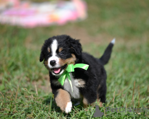 Photo №2 to announcement № 69381 for the sale of bernese mountain dog - buy in Belarus from nursery
