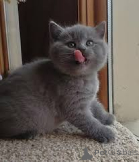 Photo №3. Chatons British Shorthair à vendre. France