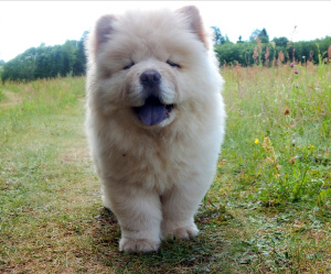 Additional photos: Chow Chow Puppies
