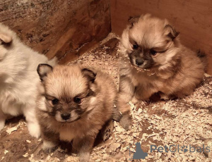 Photo №4. I will sell pomeranian in the city of New Garden.  - price - 310$