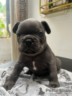 Photo №1. french bulldog - for sale in the city of Seven Springs | 300$ | Announcement № 115039