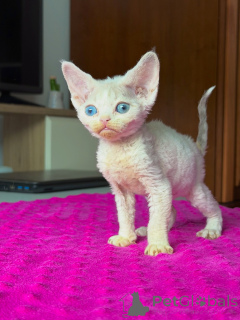 Photo №3. Charming Devon Rex Kitten with Soft Curly Coat Seeking a Loving Home. Poland