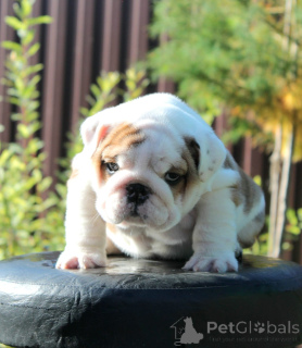 Photo №4. I will sell english bulldog in the city of Voronezh. from nursery, breeder - price - 1669$