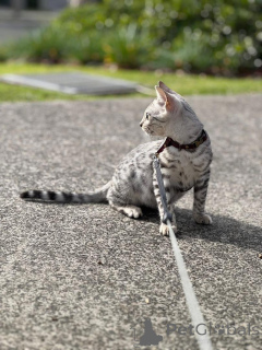 Photo №2 to announcement № 153285 for the sale of bengal cat - buy in Sweden 