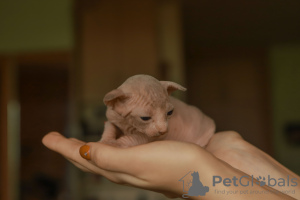 Photo №3. Sphynx kittens. Latvia