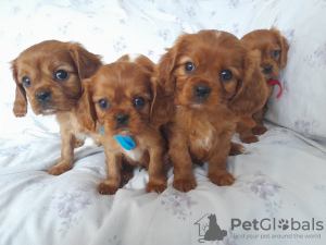 Photo №4. I will sell cavalier king charles spaniel in the city of Калифорния Сити. breeder - price - 500$