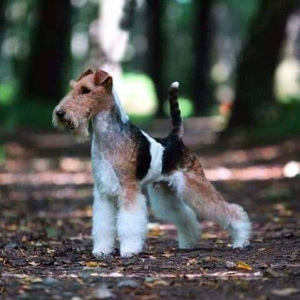 Photo №1. wire fox terrier - for sale in the city of Usolye-Siberian | 397$ | Announcement № 2016