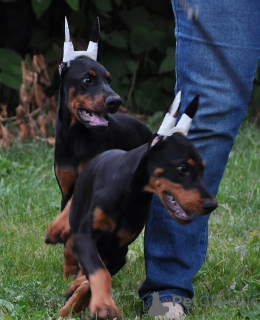 Photo №2 to announcement № 146462 for the sale of dobermann - buy in Germany private announcement