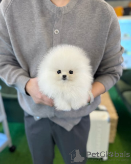 Photo №2 to announcement № 132468 for the sale of pomeranian - buy in Belgium breeder