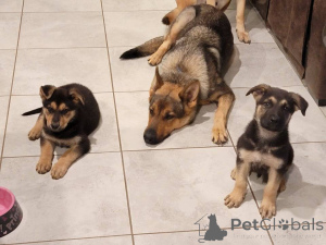 Photo №2 to announcement № 142258 for the sale of german shepherd - buy in United States private announcement