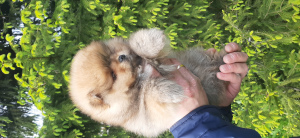 Photo №1. pomeranian - for sale in the city of Kazan | negotiated | Announcement № 6636