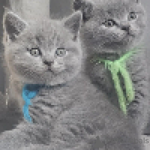 Photo №3. British Elegance Plush Coats and Golden Eyes. Switzerland