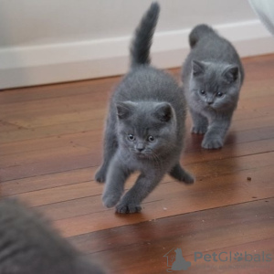 Photo №4. I will sell british shorthair in the city of Гамбург. private announcement, breeder - price - 423$