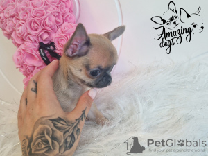 Photo №2 to announcement № 100846 for the sale of chihuahua - buy in Poland breeder