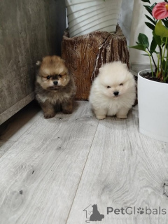 Photo №4. I will sell pomeranian in the city of Vilovo. breeder - price - 471$