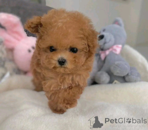 Photo №3. Zwergpudel  zur Adoption. Germany