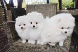 Photo №1. pomeranian - for sale in the city of Бернау | Is free | Announcement № 116027