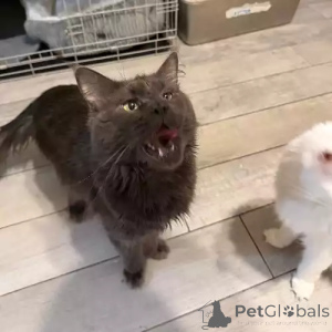 Photo №2 to announcement № 167263 for the sale of maine coon - buy in Germany private announcement