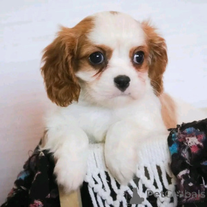 Photo №3. Cavalier King Charles Spaniel Welpen zur Adoption. Germany