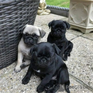 Photo №1. pug - for sale in the city of Berlin | negotiated | Announcement № 68983