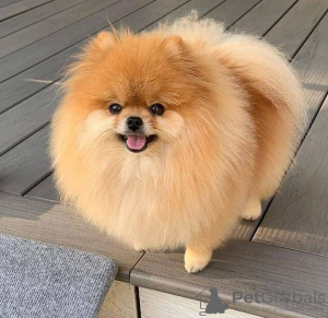 Photo №1. pomeranian - for sale in the city of Oslo | negotiated | Announcement № 120267