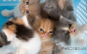 Photo №2 to announcement № 143408 for the sale of persian cat - buy in Austria breeder