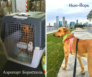 Photo №1. Services for the delivery and transportation of cats and dogs in the city of Kiev. Announcement № 1796