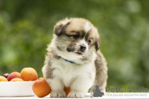 Additional photos: welsh corgi pembroke