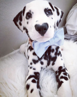 Photo №1. dalmatian dog - for sale in the city of Ust-Kamenogorsk | 1000$ | Announcement № 608
