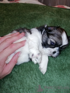 Additional photos: Shih Tzu