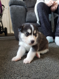 Photo №2 to announcement № 167521 for the sale of siberian husky - buy in Denmark private announcement, breeder