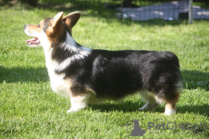 Photo №1. welsh corgi - for sale in the city of Москва | negotiated | Announcement № 10206