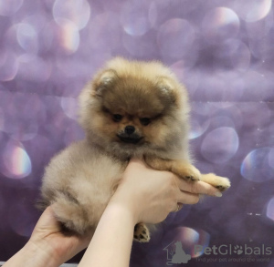 Photo №1. pomeranian - for sale in the city of Brest | 1585$ | Announcement № 36061