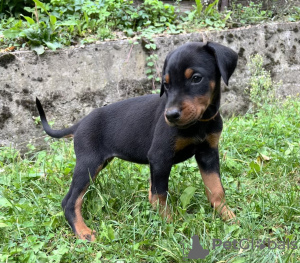 Photo №3. Doberman puppies - workline (socialized/pre-trained). Serbia