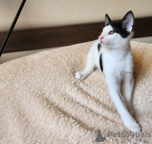 Photo №1. european shorthair - for sale in the city of Vienna | negotiated | Announcement № 164047