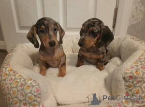 Photo №3. 2 female mini dachshunds. United Kingdom