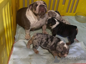 Photo №1. english bulldog - for sale in the city of Khiytola | negotiated | Announcement № 51352